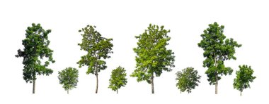 Ağaçların toplanması, beyaz zemin üzerinde izole edilmiş ağaçlar kümesi