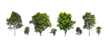 Ağaçların toplanması, beyaz zemin üzerinde izole edilmiş ağaçlar kümesi
