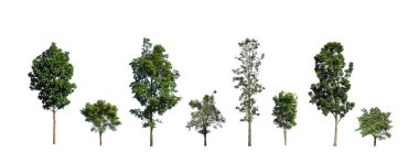 Ağaçların toplanması, beyaz zemin üzerinde izole edilmiş ağaçlar kümesi