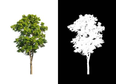 kırpma yolu ve alfa kanalı ile beyaz arkaplanda izole edilmiş ağaç