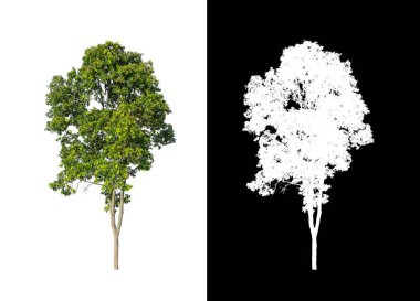 kırpma yolu ve alfa kanalı ile beyaz arkaplanda izole edilmiş ağaç
