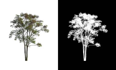 kırpma yolu ve alfa kanalı ile beyaz arkaplanda izole edilmiş ağaç