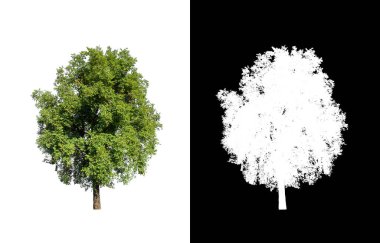 kırpma yolu ve alfa kanalı ile beyaz arkaplanda izole edilmiş ağaç