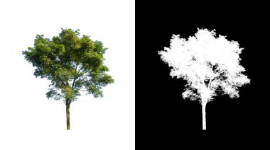 Beyaz arkaplanda izole edilmiş ağaçlar hem yazdırma hem de web sayfaları için uygundur