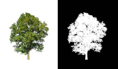 kırpma yolu ve alfa kanalı ile beyaz arkaplanda izole edilmiş ağaç