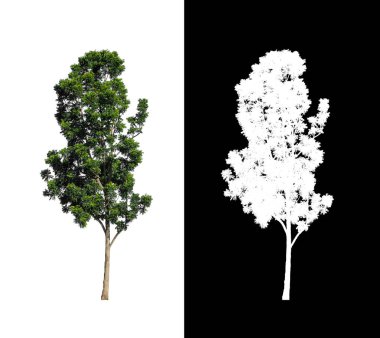 kırpma yolu ve alfa kanalı ile beyaz arkaplanda izole edilmiş ağaç