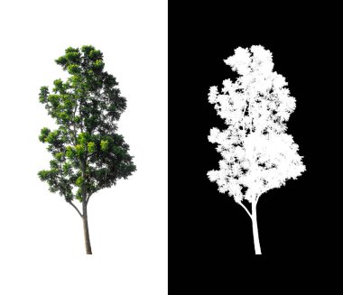 Beyaz arkaplanda izole edilmiş ağaçlar hem yazdırma hem de web sayfaları için uygundur
