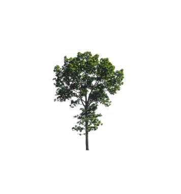 Beyaz arkaplanda izole edilmiş ağaç hem yazdırma hem de web sayfaları için uygundur