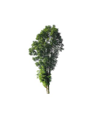 Beyaz arkaplanda izole edilmiş ağaç 