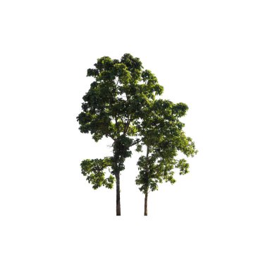 kırpma yolu ve alfa kanalı ile beyaz arkaplanda izole edilmiş ağaç