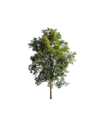 Beyaz arkaplanda izole edilmiş ağaç 