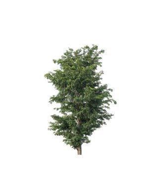 Beyaz arkaplanda izole edilmiş ağaç 