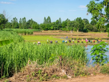 Tayland 'da gün doğumunda şeker kamışı tarlası
