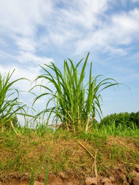 Tayland 'da gün doğumunda şeker kamışı tarlası