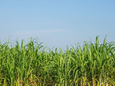 Tayland 'da gün doğumunda şeker kamışı tarlası