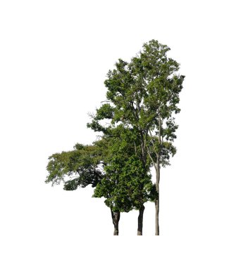 Beyaz arkaplanda izole edilmiş ağaçlar hem yazdırma hem de web sayfaları için uygundur