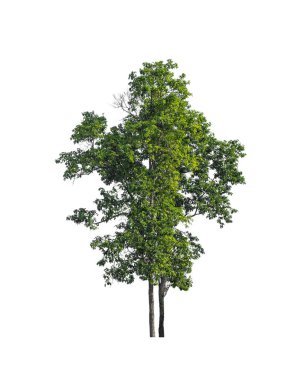 Beyaz arkaplanda izole edilmiş ağaç 