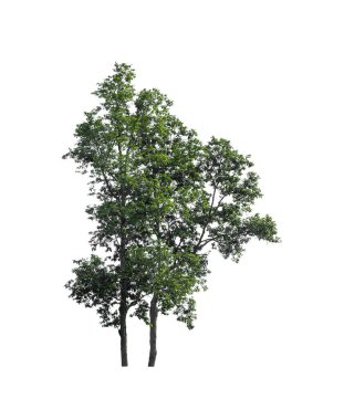 Beyaz arkaplanda izole edilmiş ağaç 