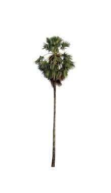 Beyaz arkaplanda izole edilmiş şeker palmiyesi hem yazdırma hem de web sayfaları için uygundur