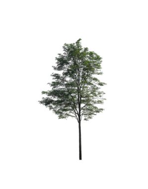 Beyaz arkaplanda izole edilmiş ağaç 