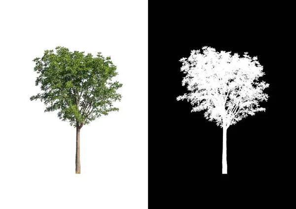 Drzewo Izolowane Białym Tle Nadaje Się Zarówno Druku Jak Stron — Zdjęcie stockowe