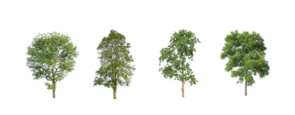 Collezione Alberi Set Alberi Isolati Sfondo Bianco — Foto Stock