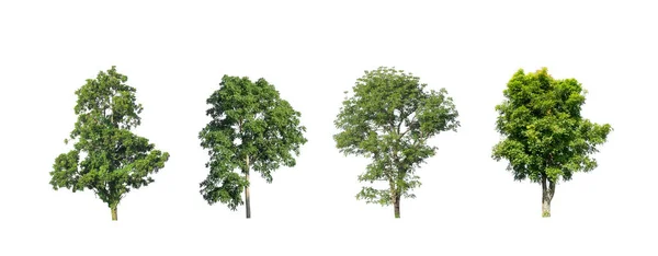 Collezione Alberi Set Alberi Isolati Sfondo Bianco — Foto Stock