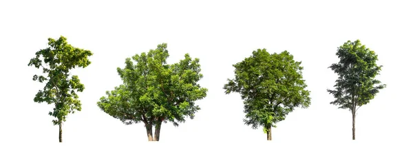 Kolekce Stromů Sada Izolovaných Stromů Bílém Pozadí — Stock fotografie