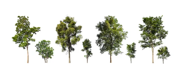 Коллекция Деревьев Набор Изолированных Деревьев Белом Фоне — стоковое фото