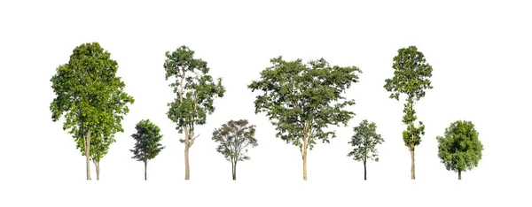 一组白色背景的孤零零的树 — 图库照片