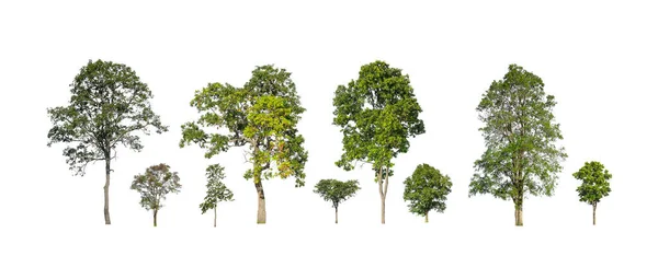 Coleção Árvores Conjunto Árvores Isoladas Sobre Fundo Branco — Fotografia de Stock