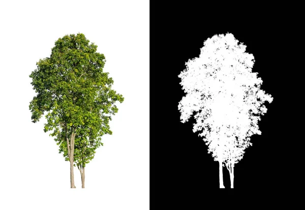 Tree Isolated White Background Clipping Path Alpha Channel — Stock Photo, Image
