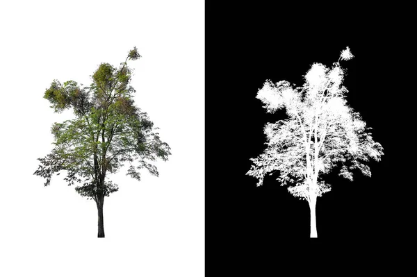 Bomen Die Geïsoleerd Zijn Een Witte Achtergrond Zijn Geschikt Voor — Stockfoto