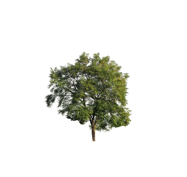 Arbre Isolé Sur Fond Blanc — Photo