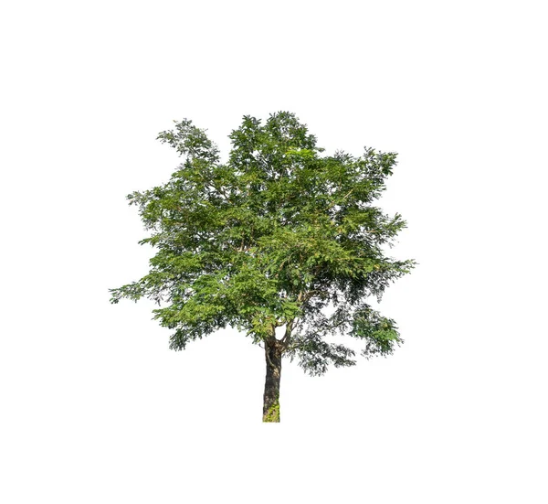 Baum Isoliert Auf Weißem Hintergrund — Stockfoto