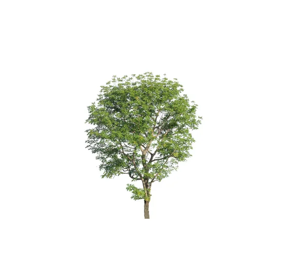 Albero Isolato Sfondo Bianco — Foto Stock