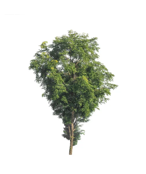Pohon Terisolasi Pada Latar Belakang Putih — Stok Foto