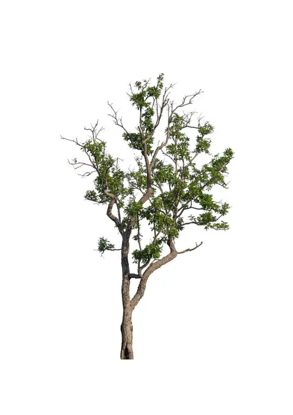 Дерево Изолировано Белом Фоне — стоковое фото