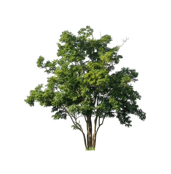 Baum Isoliert Auf Weißem Hintergrund — Stockfoto