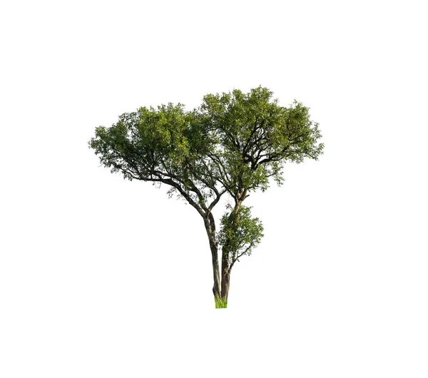 Tree Isolated White Background — Stock Photo, Image
