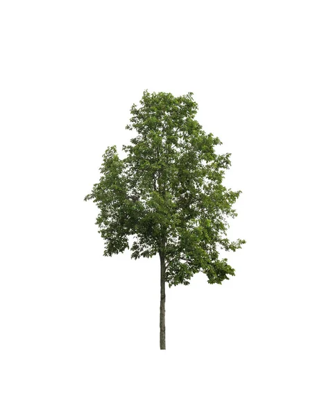 Albero Isolato Sfondo Bianco — Foto Stock