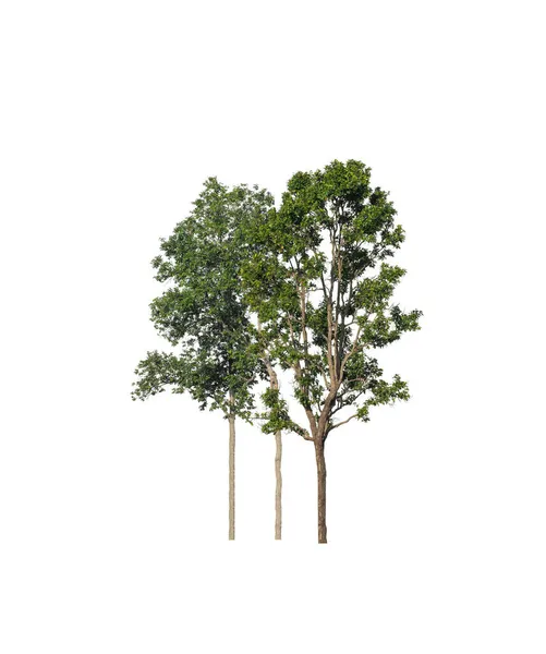 Albero Isolato Sfondo Bianco — Foto Stock