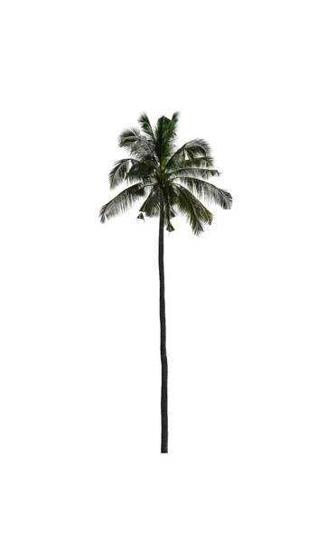 Drzewo Kokosowe Izolowane Białym Tle Ścieżką Wycinania Kanałem Alfa — Zdjęcie stockowe