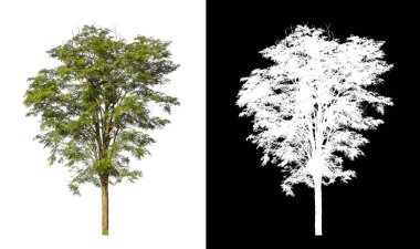 kırpma yolu ve alfa kanalı ile beyaz arkaplanda izole edilmiş ağaç