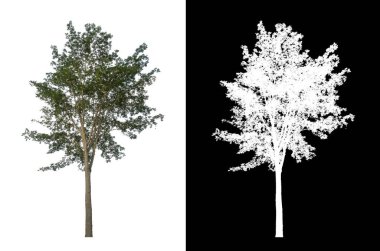 Beyaz arkaplanda izole edilmiş ağaçlar hem yazdırma hem de web sayfaları için uygundur
