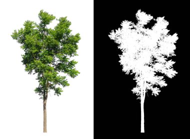 kırpma yolu ve alfa kanalı ile beyaz arkaplanda izole edilmiş ağaç