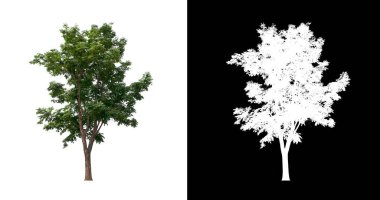 Kesme yolu ile şeffaf resim arkaplan üzerinde ağaç, kırpma yolu olan tek ağaç ve siyah arkaplanda alfa kanalı
