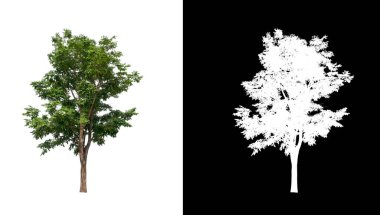 Kesme yolu ile şeffaf resim arkaplan üzerinde ağaç, kırpma yolu olan tek ağaç ve siyah arkaplanda alfa kanalı