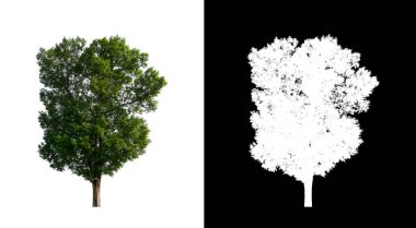 Kesme yolu ile şeffaf resim arkaplan üzerinde ağaç, kırpma yolu olan tek ağaç ve siyah arkaplanda alfa kanalı