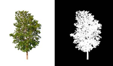 Kesme yolu ile şeffaf resim arkaplan üzerinde ağaç, kırpma yolu olan tek ağaç ve siyah arkaplanda alfa kanalı